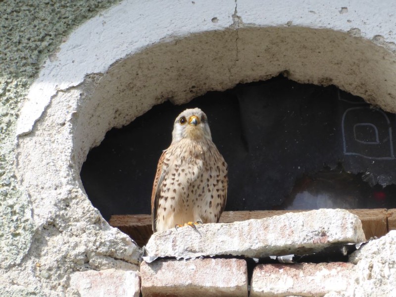 Vogelbeobachtungen im Grazer Stadtpark und im Burggarten 