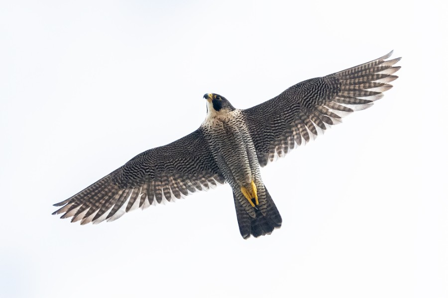 Wespenbussard, Steinadler, Baumfalke & Co – Greifvögel und Falken der Steiermark