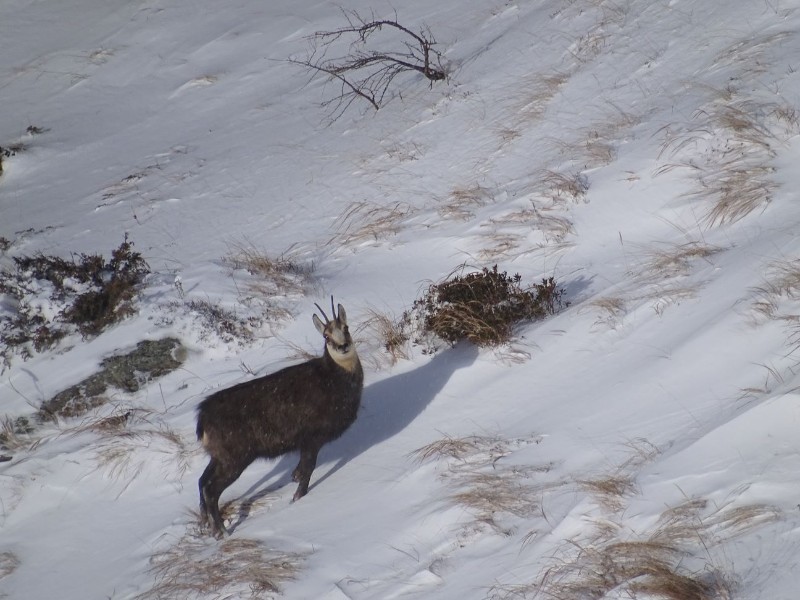 Wildtiere im Winter