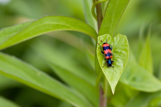 Berg- und Naturwacht AnwärterInnen: Einführung in die Arbeit der Steierm. Berg- und Naturwacht