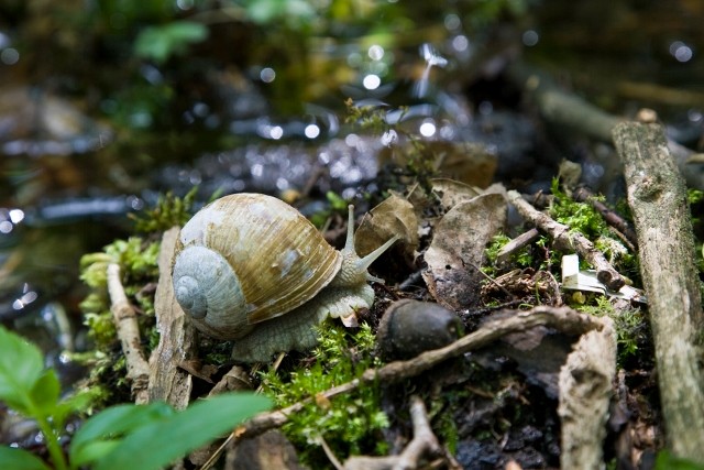 Berg- und Naturwacht AnwärterInnenkurs: FORMAS Tätigkeitsbericht