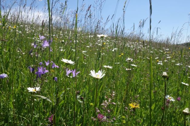 Wildblumenwiesen anlegen und pflegen