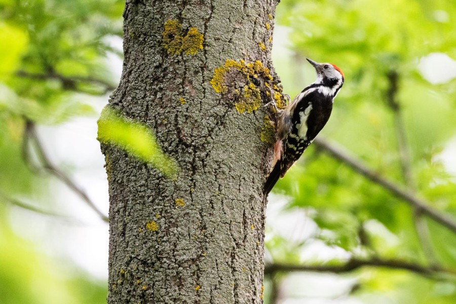 Vogelstimmen & Frühlingszug in der Südosteiermark