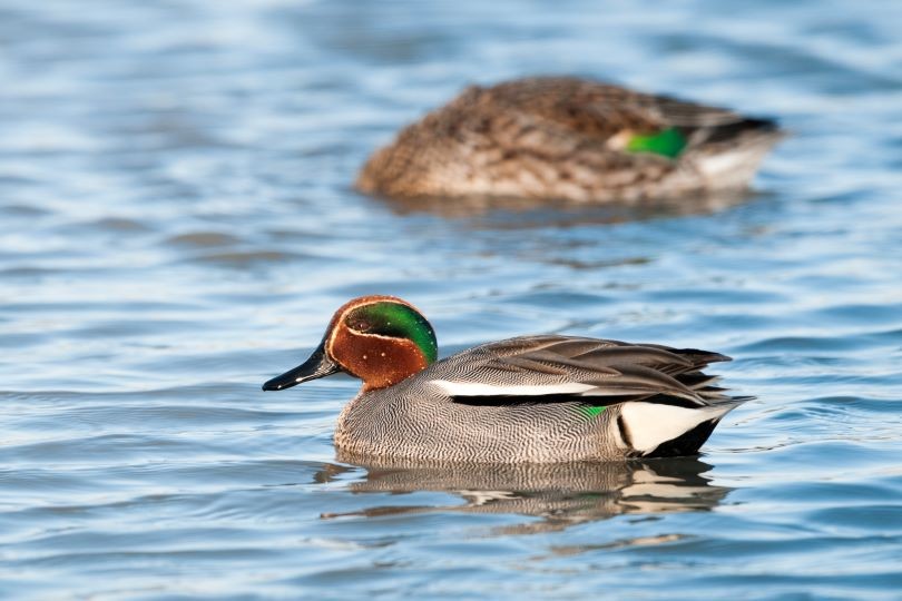 Vogelexkursion am Stausee Gralla