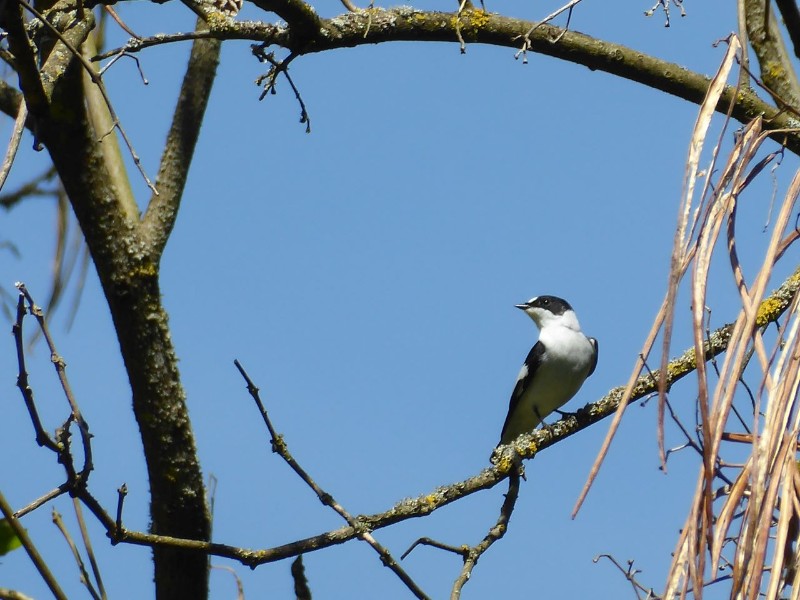 Der Natur auf der Spur im Grazer Stadtpark mit Schwerpunkt Vogelbeobachtung